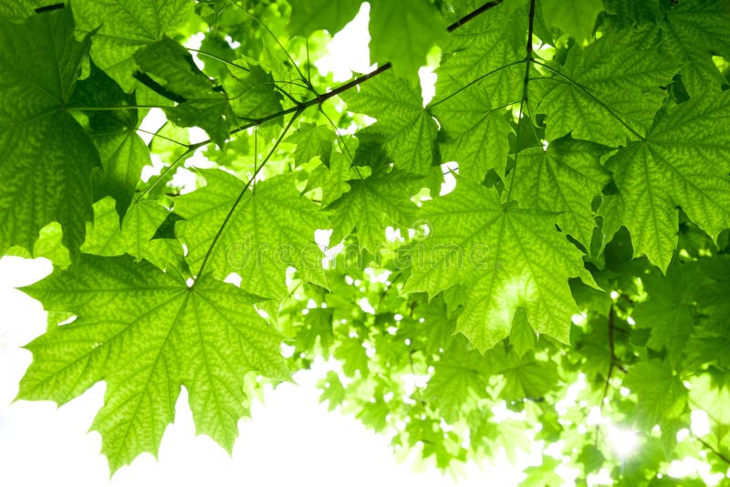 maple tree green leaves maple tree leaves stock photo image 41051350 maple tree green leaves maple tree leaves stock photo image 41051350