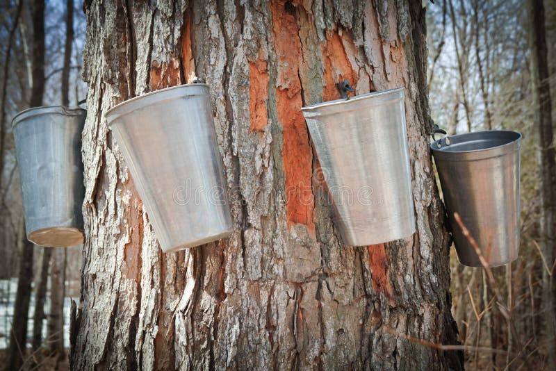 Maple tree royalty free stock photos