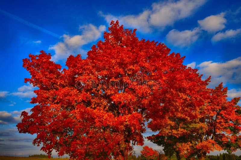 Maple tree with red colored leafs at autumn/fall daylight.Relaxing positive atmosphere. .