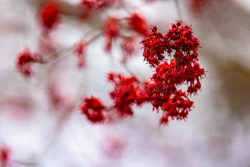 Maple Tree Red Flowers in Spring with Blurred Background. Stock Photo