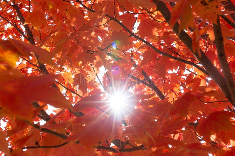 Maple tree with red leaves under the sunlight during the autumn with a blurry background