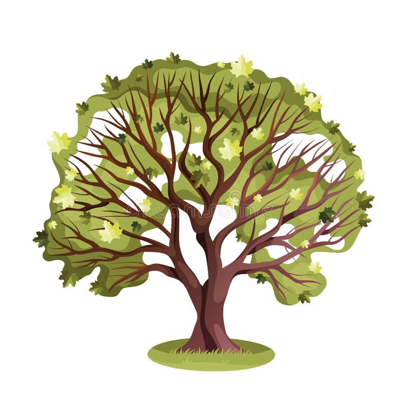 Maple tree under vårsäsongen. Anläggning för vektorsirap. royaltyfri illustrationer