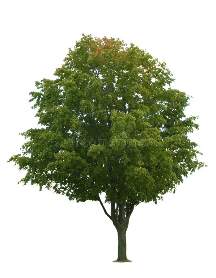 Maple Tree on White