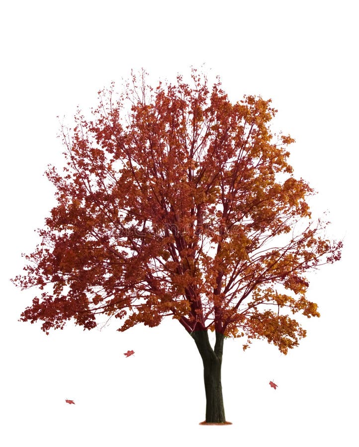 Maple Tree on White