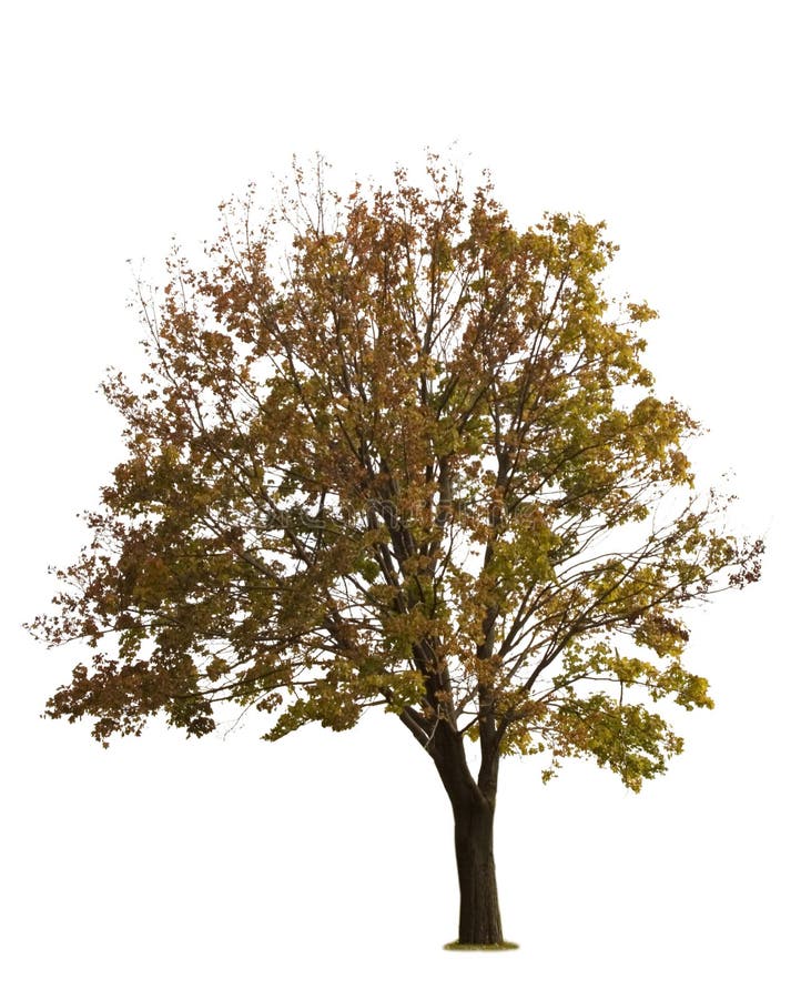 Maple Tree on White