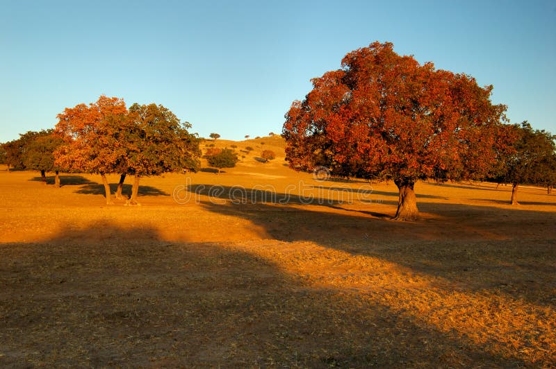 Maple Trees