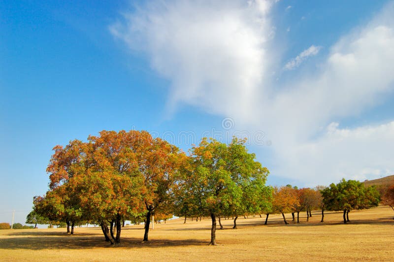 Maple Trees