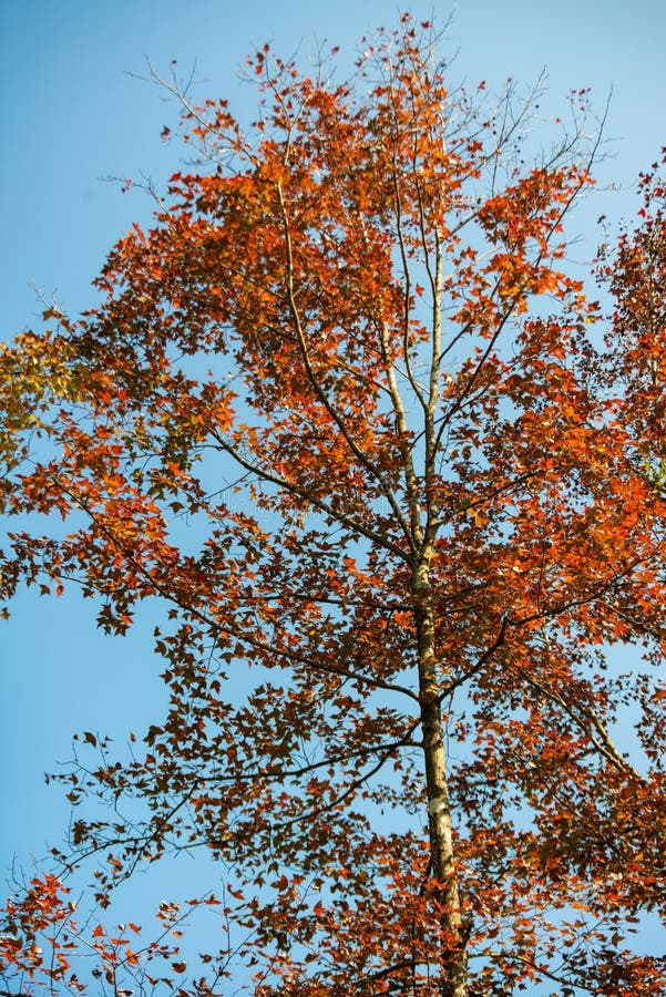 Maple Trees in Ban Viet Lake, Cao Bang, Vietnam Stock Image - Image of ...