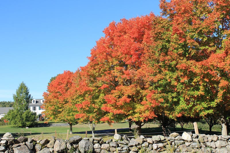 amara maple harvard amara maple harvard