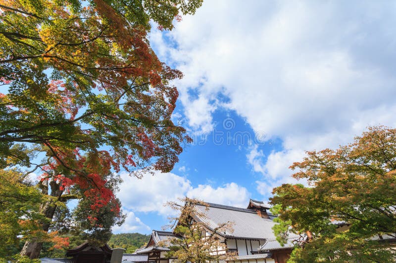 Maple trees in the garden against blue sky at Kinkakuji temple