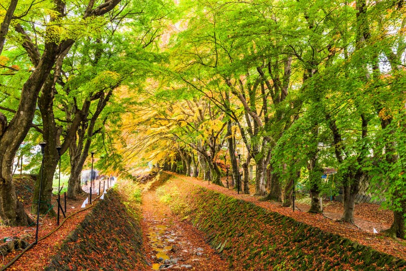 Maple Tunnel in Japan