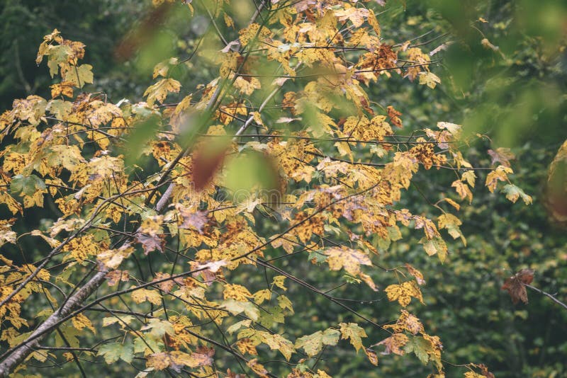 Mapple tree leaves in autumn against dark background - vintage f