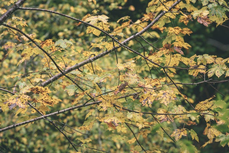 Mapple tree leaves in autumn against dark background - vintage f