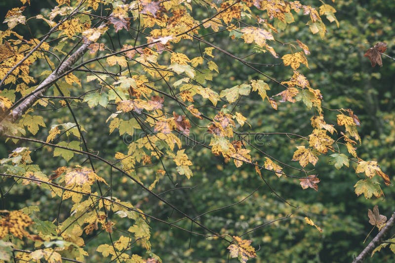 Mapple tree leaves in autumn against dark background - vintage f