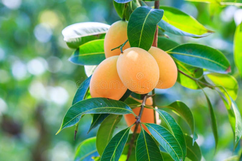 Maprang Marian Plum or Plum Mango Stock Image Image of asai, green