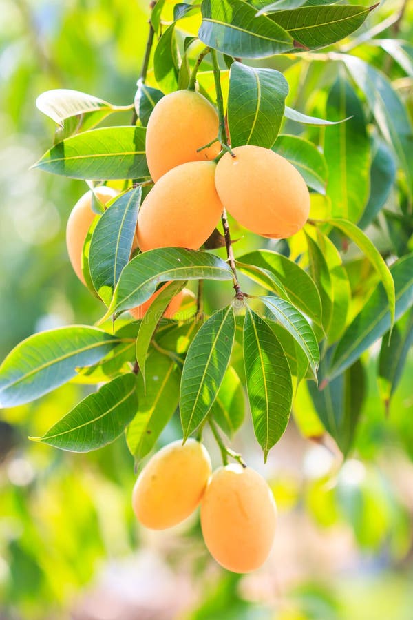 Maprang Marian Plum Plum Mango Stock Images Download 631 Royalty Free