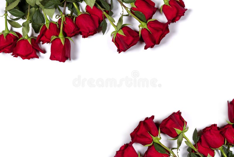 Romantic mockup. Floral frame made of beautiful large red roses on white background. Space for your text. Top view. Flat lay. Can be used as a greeting card. Romantic mockup. Floral frame made of beautiful large red roses on white background. Space for your text. Top view. Flat lay. Can be used as a greeting card.