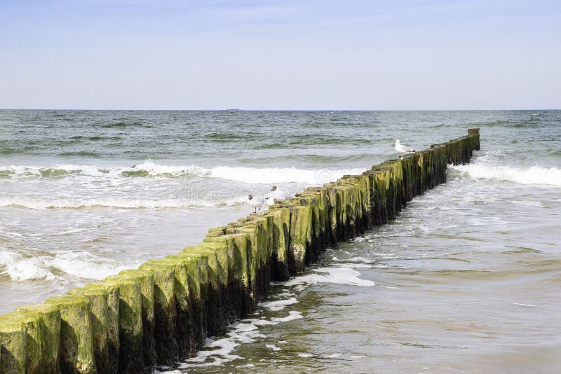 Mar Baltico del gabbiano del frangiflutti fotografie stock libere da diritti Mar Baltico del gabbiano del frangiflutti fotografie stock libere da diritti
