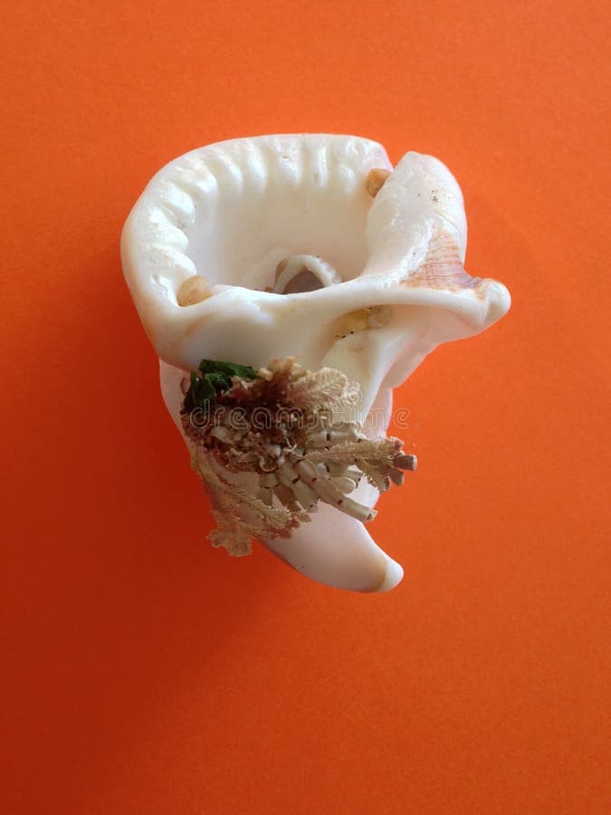 Mar Bianco Shell con Coral Attached fotografie stock libere da diritti Mar Bianco Shell con Coral Attached fotografie stock libere da diritti