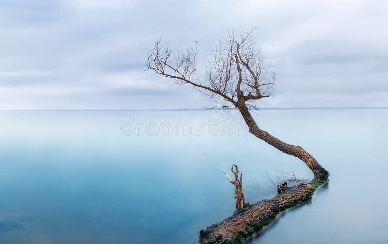 Frozen sea with one lonely tree - silent calmness. Abstract landscape nature background with long exposure. Frozen sea with one lonely tree - silent calmness. Abstract landscape nature background with long exposure.