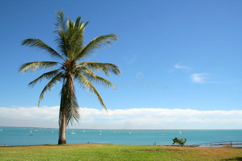 Mar do palmtree de Darwin fotografia de stock Mar do palmtree de Darwin fotografia de stock