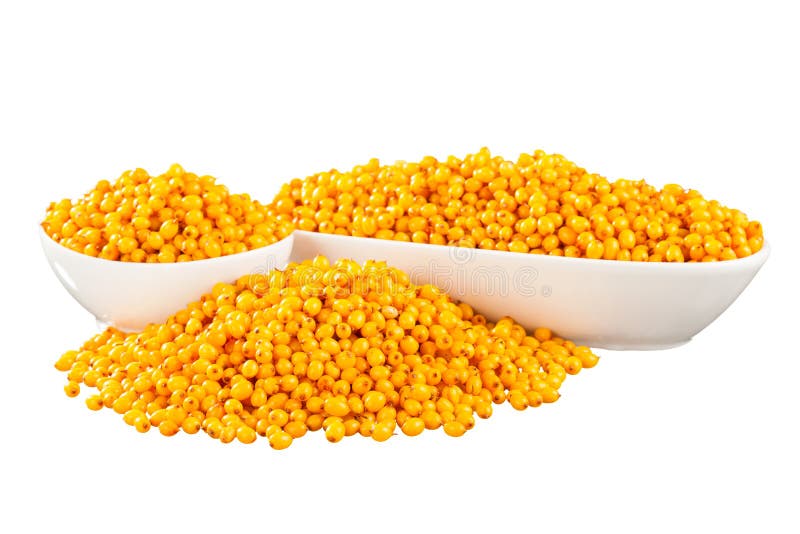 Mar-espinheiro cerval em um fundo branco imagem de stock royalty free