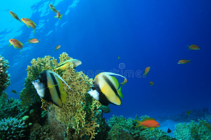 Mar Rojo Bannerfish