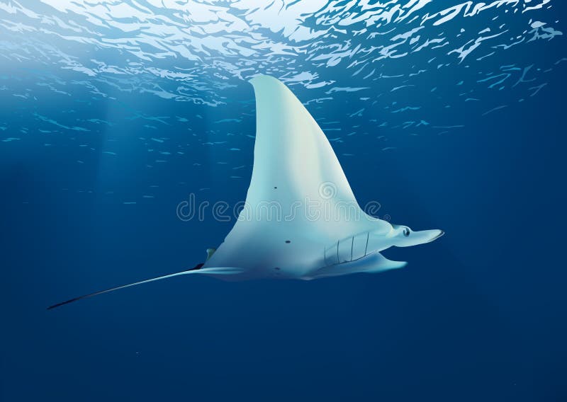 Mar subaquático do Stingray ilustração stock Mar subaquático do Stingray ilustração stock