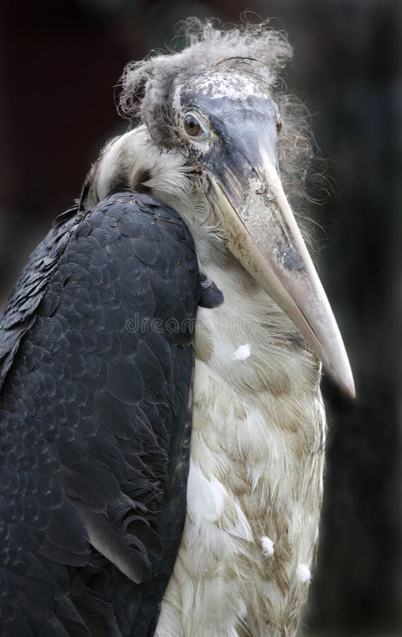 Marabou Bird