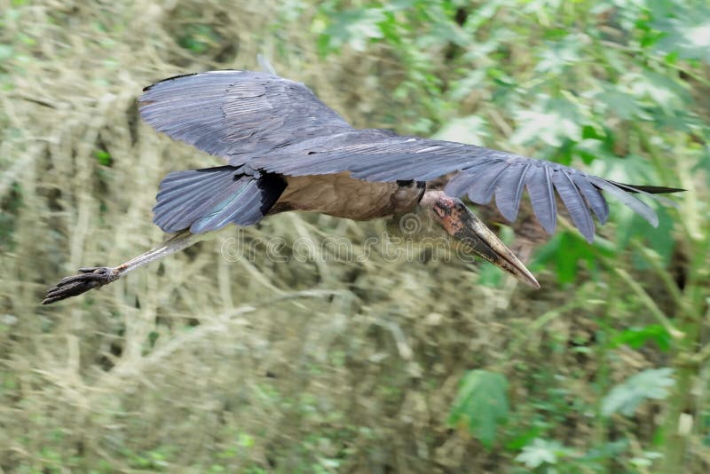 Big Marabou stork flying by in rear view. Big Marabou stork flying by in rear view