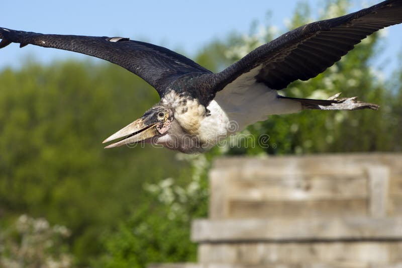 Marabou leptopilos crumeniferus πετώντας πελαργός στοκ φωτογραφία με δικαίωμα ελεύθερης χρήσης