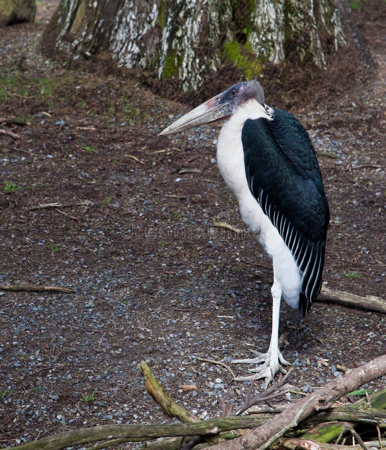 Marabou leptoptilos crumeniferus πελαργός στοκ φωτογραφία με δικαίωμα ελεύθερης χρήσης
