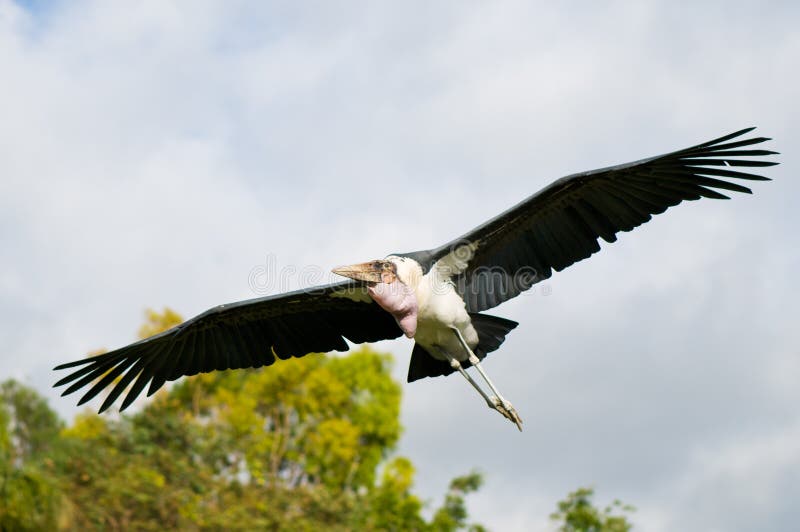 Marabou leptoptilos crumeniferus πελαργός στοκ φωτογραφίες