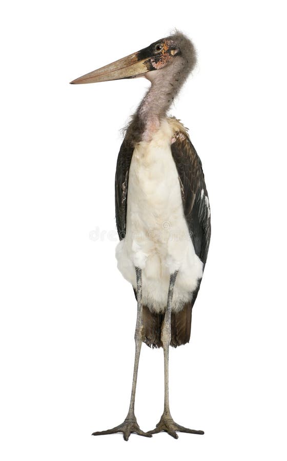 Marabou leptoptilos crumeniferus πελαργός στοκ φωτογραφία με δικαίωμα ελεύθερης χρήσης