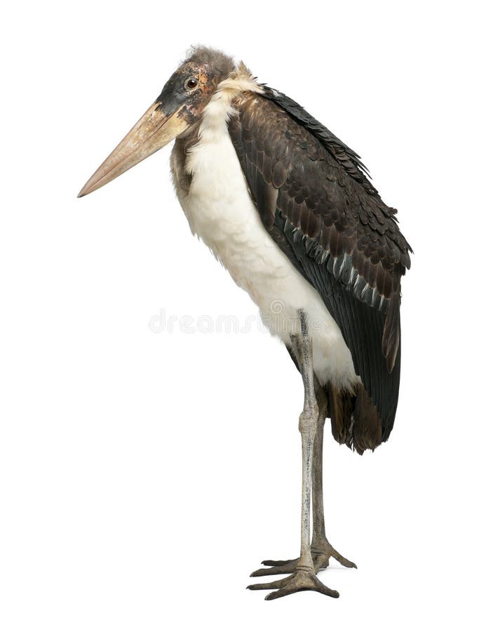 Marabou leptoptilos crumeniferus πελαργός στοκ φωτογραφίες