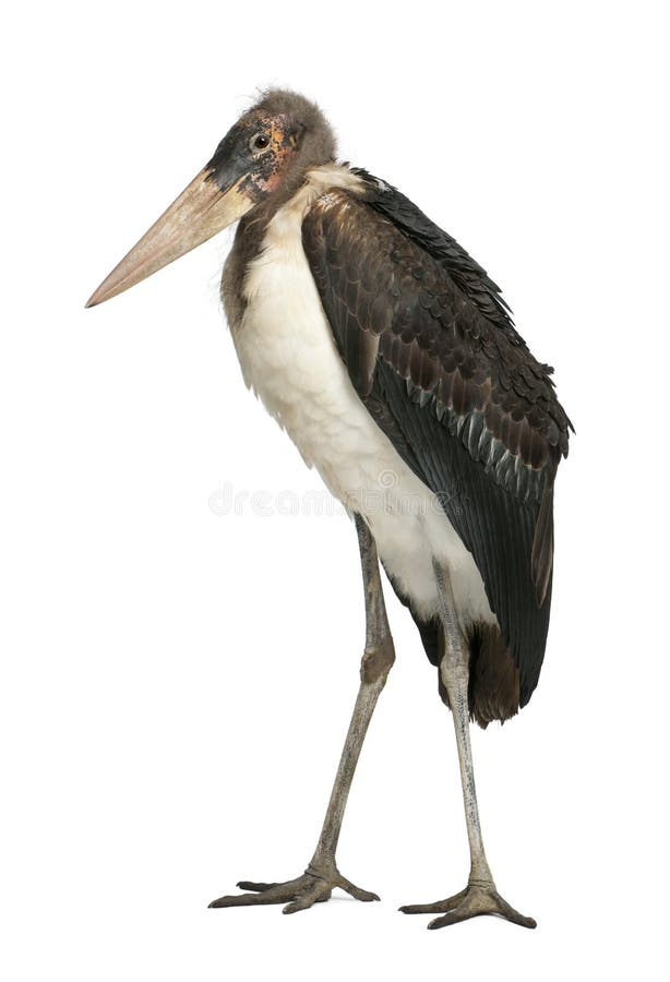 Marabou leptoptilos crumeniferus πελαργός στοκ φωτογραφίες με δικαίωμα ελεύθερης χρήσης
