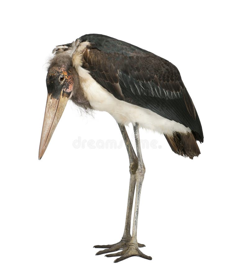Marabou leptoptilos crumeniferus πελαργός στοκ φωτογραφίες με δικαίωμα ελεύθερης χρήσης
