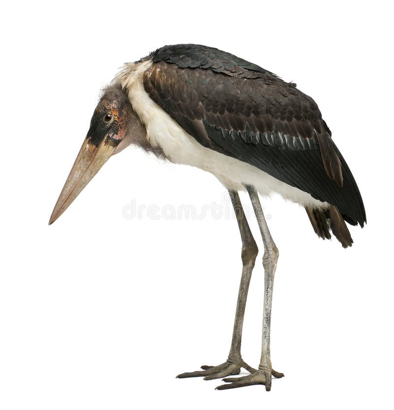 Marabou leptoptilos crumeniferus πελαργός στοκ εικόνες