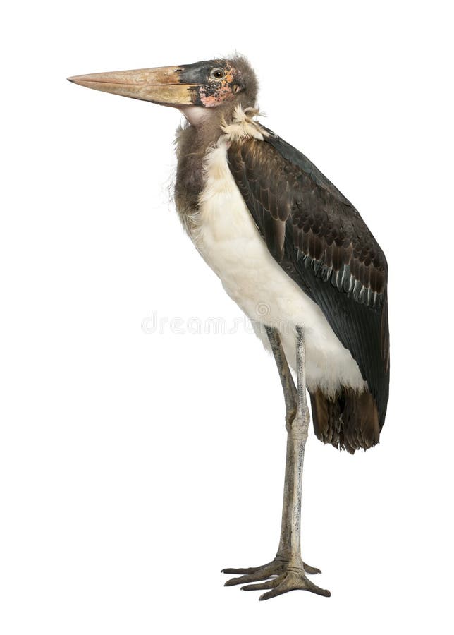 Marabou leptoptilos crumeniferus πελαργός στοκ εικόνα