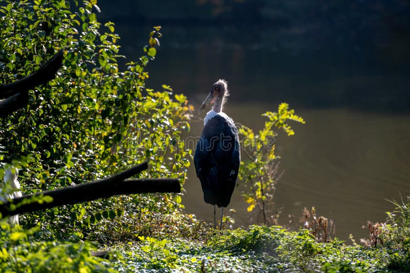 Marabou storin lake shore στοκ εικόνα με δικαίωμα ελεύθερης χρήσης