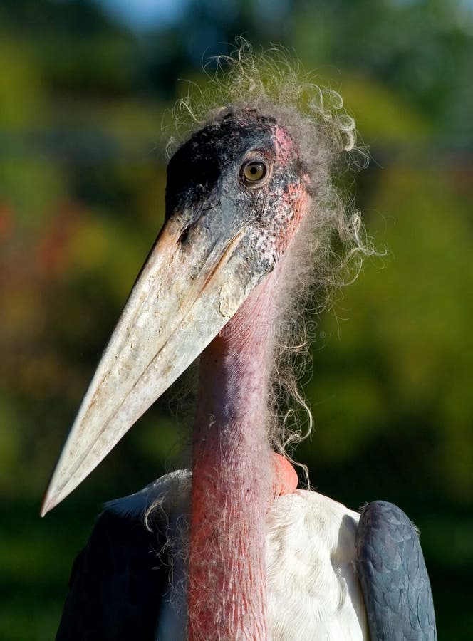 Marabou Stork