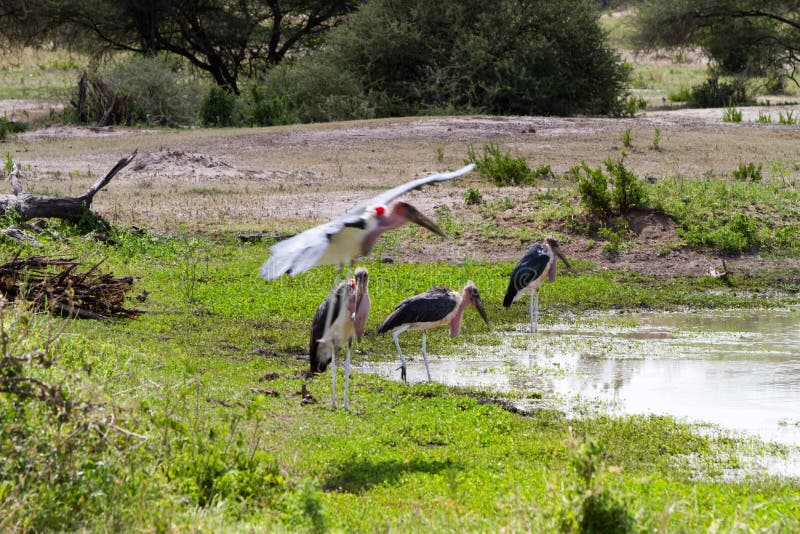 The marabou stork Leptoptilos crumenifer, large wading bird in the stork family Ciconiidae , called `undertaker bird` due to its shape from behind: cloak-like wings and back, skinny white legs, and sometimes a large white mass of `hair` by water in safari, Tanzania