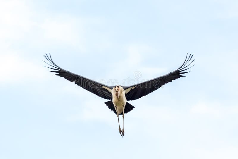 Marabou πελαργός κατά την πτήση στοκ φωτογραφία με δικαίωμα ελεύθερης χρήσης