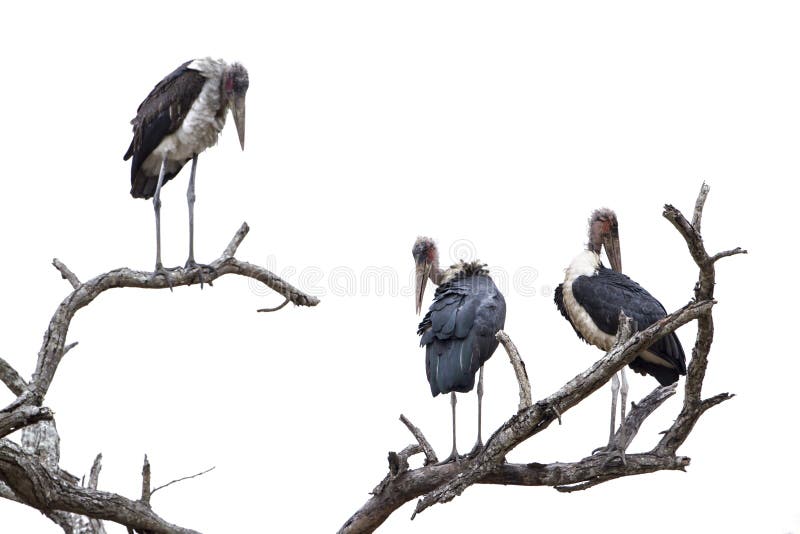 Specie οικογένεια Leptoptilos crumenifer Ciconiidae, Marabou πελαργός στο εθνικό πάρκο Kruger