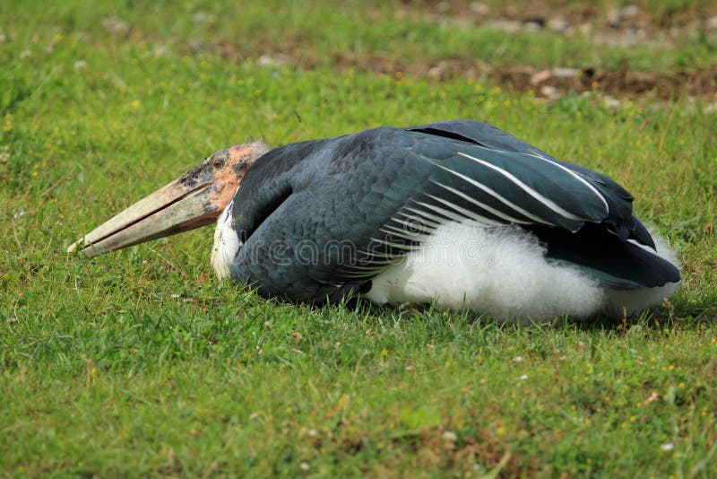 Marabou πελαργός στοκ εικόνα