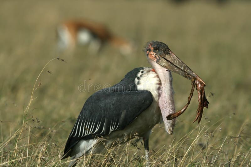 Marabou πελαργός στοκ εικόνες