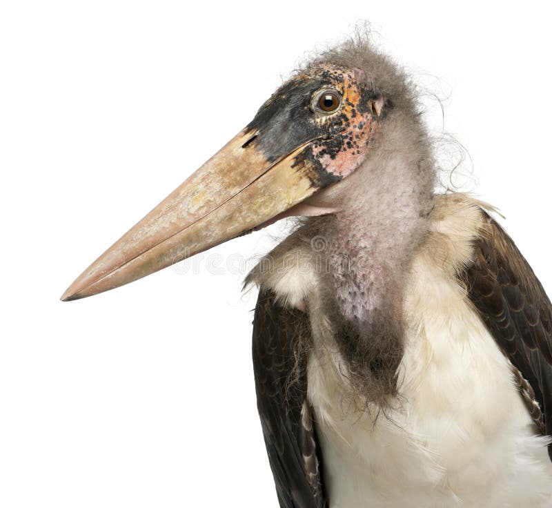 Marabou πελαργός, crumeniferus Leptoptilos, ενός έτους βρέφος στοκ εικόνες