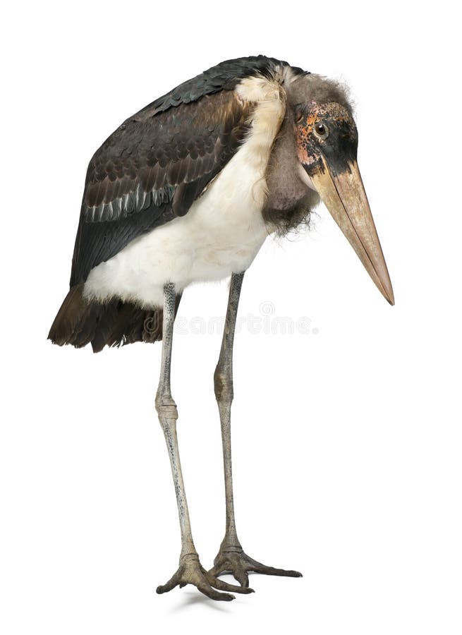 Marabou πελαργός, crumeniferus Leptoptilos, ενός έτους βρέφος στοκ εικόνες