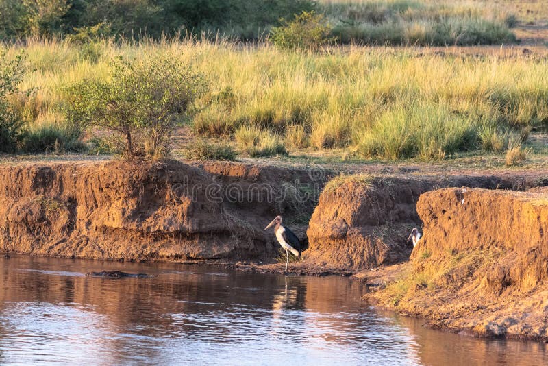 Marabú en los bancos de Mara River kenia