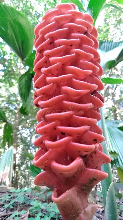 Maraca Flower Stock Photos Free & RoyaltyFree Stock Photos from